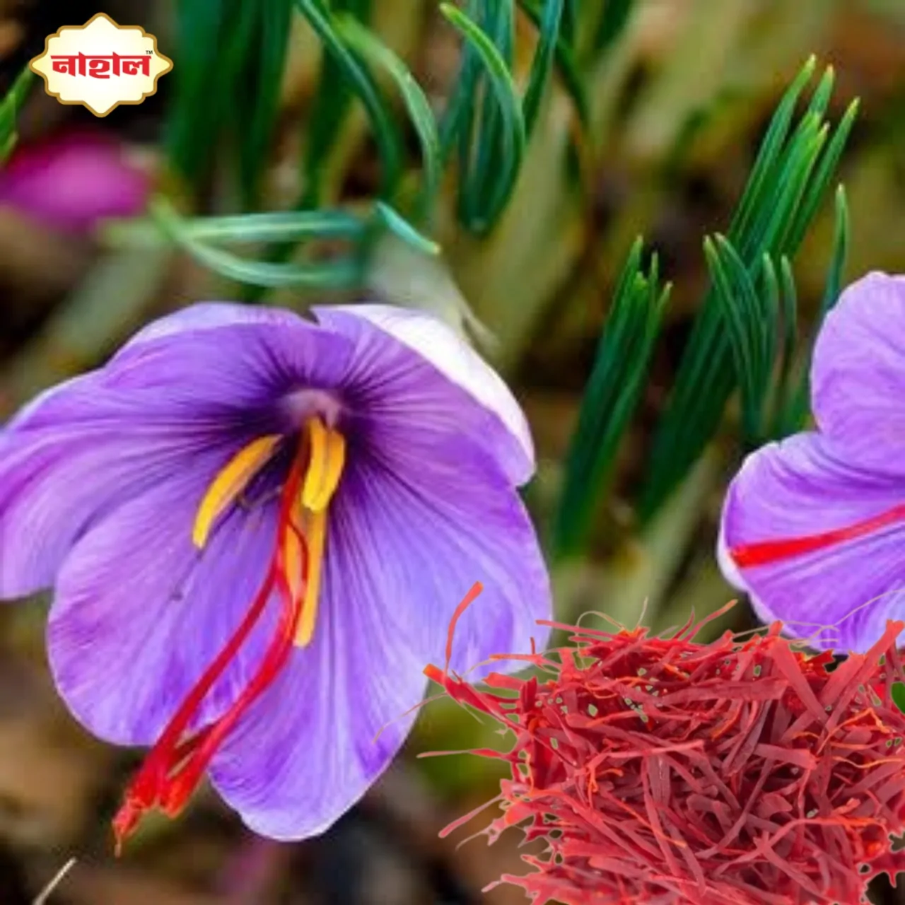 Saffron Nahal